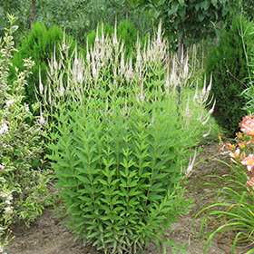 Plant Photo 4