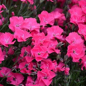 Plant Photo 4