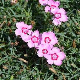 Plant Photo 2