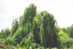 Parasol Beech (Fagus sylvatica 'Tortuosa') at Bayport Flower Houses