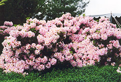 English Roseum Rhododendron (Rhododendron catawbiense 'English Roseum') at Bayport Flower Houses