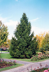 Norway Spruce (Picea abies) at Bayport Flower Houses