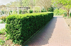 Common Boxwood (Buxus sempervirens) at Bayport Flower Houses