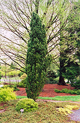 Irish Yew (Taxus baccata 'Fastigiata') at Bayport Flower Houses