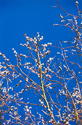 White Willow (Salix alba) at Bayport Flower Houses