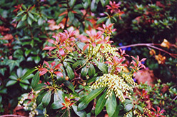 Japanese Pieris (Pieris japonica) at Bayport Flower Houses