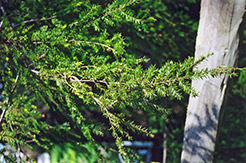 Canadian Hemlock (Tsuga canadensis) at Bayport Flower Houses
