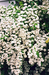 Vanhoutte Spirea (Spiraea x vanhouttei) at Bayport Flower Houses