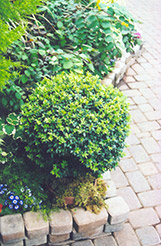 Japanese Boxwood (Buxus microphylla) at Bayport Flower Houses