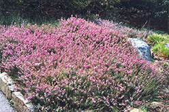 Springwood Pink Heath (Erica carnea 'Springwood Pink') at Bayport Flower Houses