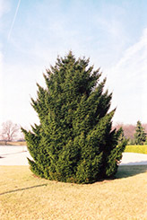 Oriental Spruce (Picea orientalis) at Bayport Flower Houses