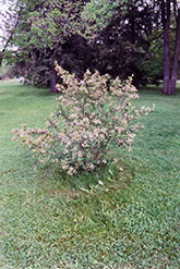 Black Chokeberry (Aronia melanocarpa) at Bayport Flower Houses