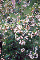 Black Chokeberry (Aronia melanocarpa) at Bayport Flower Houses