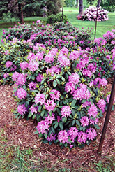 Roseum Elegans Rhododendron (Rhododendron catawbiense 'Roseum Elegans') at Bayport Flower Houses
