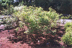 Northland Blueberry (Vaccinium corymbosum 'Northland') at Bayport Flower Houses