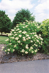 American Elder (Sambucus canadensis) at Bayport Flower Houses