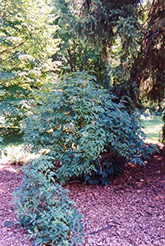 European Elder (Sambucus nigra) at Bayport Flower Houses