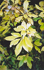 Summersweet (Clethra alnifolia) at Bayport Flower Houses