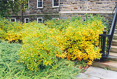 Summersweet (Clethra alnifolia) at Bayport Flower Houses