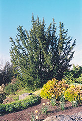 English Yew (Taxus baccata) at Bayport Flower Houses