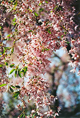 Pink Weeping Higan Cherry (Prunus subhirtella 'Pendula Rosea') at Bayport Flower Houses
