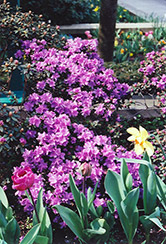 Ramapo Rhododendron (Rhododendron 'Ramapo') at Bayport Flower Houses