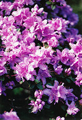 Ramapo Rhododendron (Rhododendron 'Ramapo') at Bayport Flower Houses