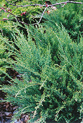 Sea Green Juniper (Juniperus chinensis 'Sea Green') at Bayport Flower Houses