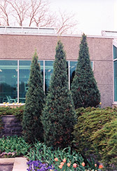 Skyrocket Juniper (Juniperus scopulorum 'Skyrocket') at Bayport Flower Houses