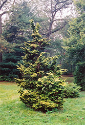 Slender Golden Falsecypress (Chamaecyparis obtusa 'Gracilis Aurea') at Bayport Flower Houses