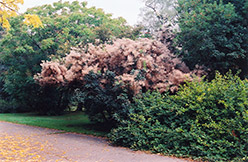 Smokebush (Cotinus coggygria) at Bayport Flower Houses