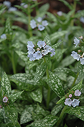 Opal Lungwort (Pulmonaria 'Opal') at Bayport Flower Houses