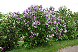 Michel Buchner Lilac (Syringa vulgaris 'Michel Buchner') at Bayport Flower Houses