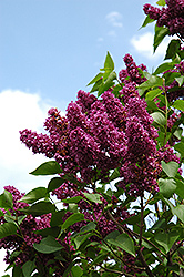 Charles Joly Lilac (Syringa vulgaris 'Charles Joly') at Bayport Flower Houses