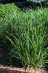 Switch Grass (Panicum virgatum) at Bayport Flower Houses