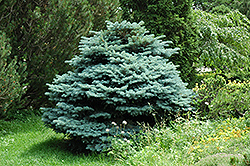 Globe Blue Spruce (Picea pungens 'Globosa') at Bayport Flower Houses