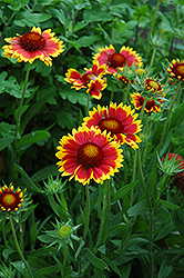 Goblin Blanket Flower (Gaillardia x grandiflora 'Goblin') at Bayport Flower Houses