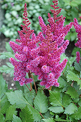 Visions Astilbe (Astilbe chinensis 'Visions') at Bayport Flower Houses