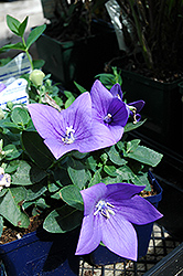 Astra Blue Balloon Flower (Platycodon grandiflorus 'Astra Blue') at Bayport Flower Houses