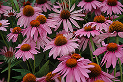 Magnus Coneflower (Echinacea purpurea 'Magnus') at Bayport Flower Houses