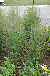 Shenandoah Reed Switch Grass (Panicum virgatum 'Shenandoah') at Bayport Flower Houses