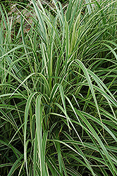 Variegated Silver Grass (Miscanthus sinensis 'Variegatus') at Bayport Flower Houses