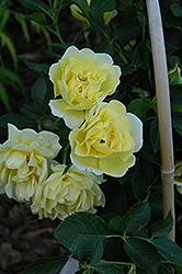 Yellow Submarine Rose (Rosa 'Yellow Submarine') at Bayport Flower Houses