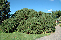 Compact Mugo Pine (Pinus mugo 'var. mughus') at Bayport Flower Houses