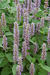 Blue Fortune Anise Hyssop (Agastache 'Blue Fortune') at Bayport Flower Houses