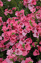 Darla Rose Twinspur (Diascia 'Darla Rose') at Bayport Flower Houses