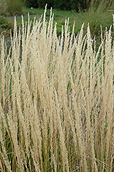 Karl Foerster Reed Grass (Calamagrostis x acutiflora 'Karl Foerster') at Bayport Flower Houses