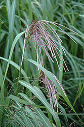 Maiden Grass (Miscanthus sinensis) at Bayport Flower Houses