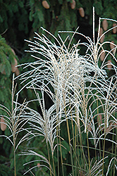 Graziella Maiden Grass (Miscanthus sinensis 'Graziella') at Bayport Flower Houses