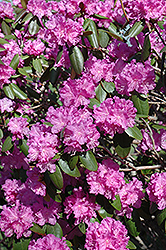 P.J.M. Rhododendron (Rhododendron 'P.J.M.') at Bayport Flower Houses